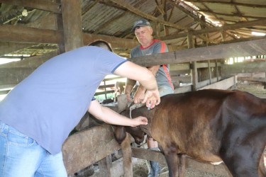 novilhas-comecam-a-ser-vacinadas