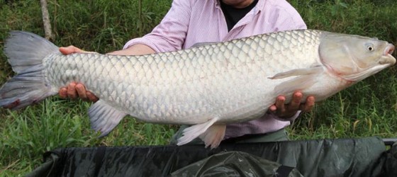 feira-do-peixe-vivo-na-semana-santa-2021