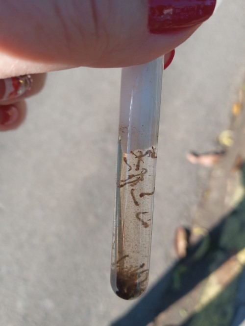 duas-amostras-deram-positivo-para-dengue