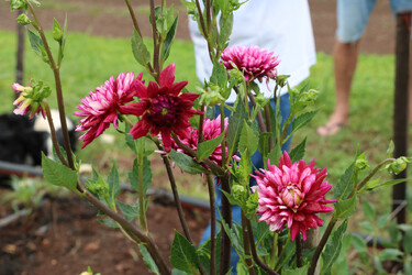 flores-sao-possibilidade-de-renda-na-terra-do-moranguinho