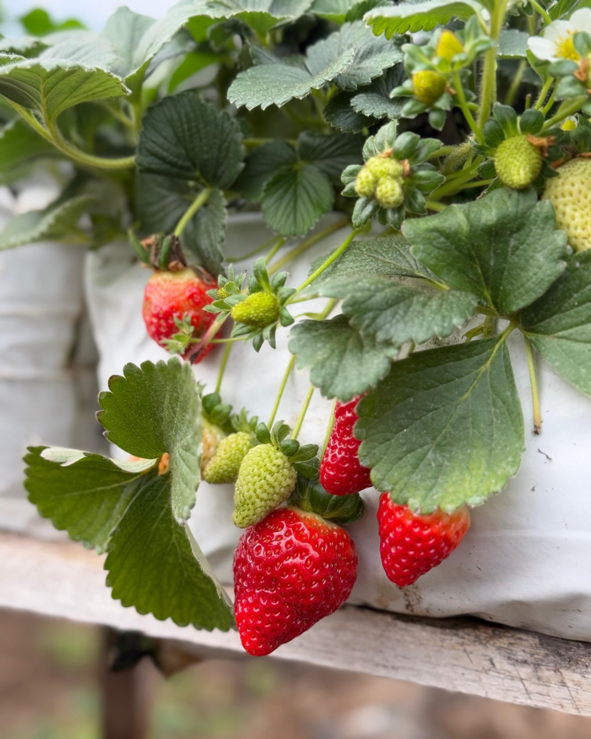 WhatsApp Image 2025-08-11 at 09.25.12 (3).png