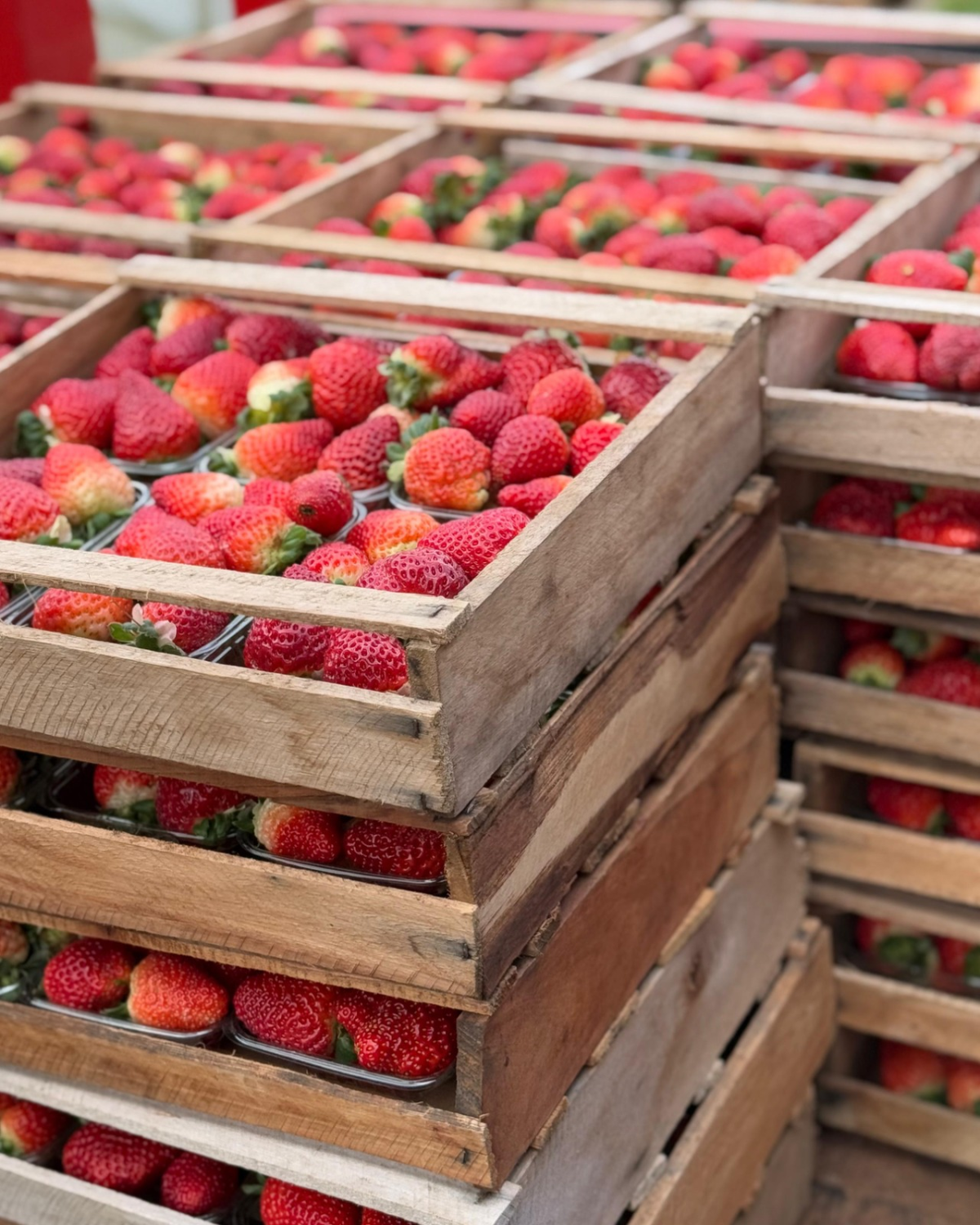 WhatsApp Image 2025-08-11 at 09.27.01.png