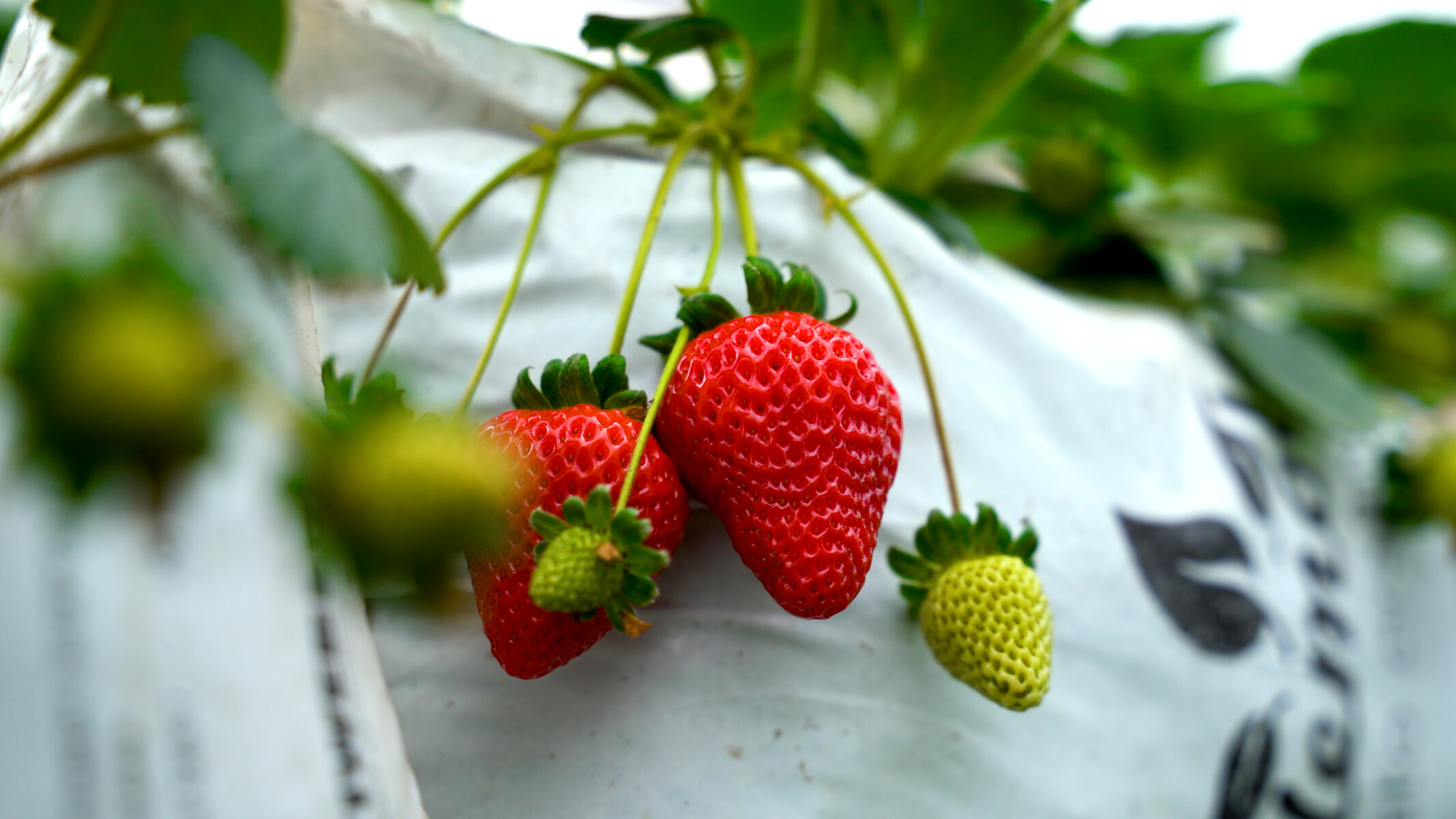 Sequência 1.00_00_14_12.Quadro001 (1).jpg