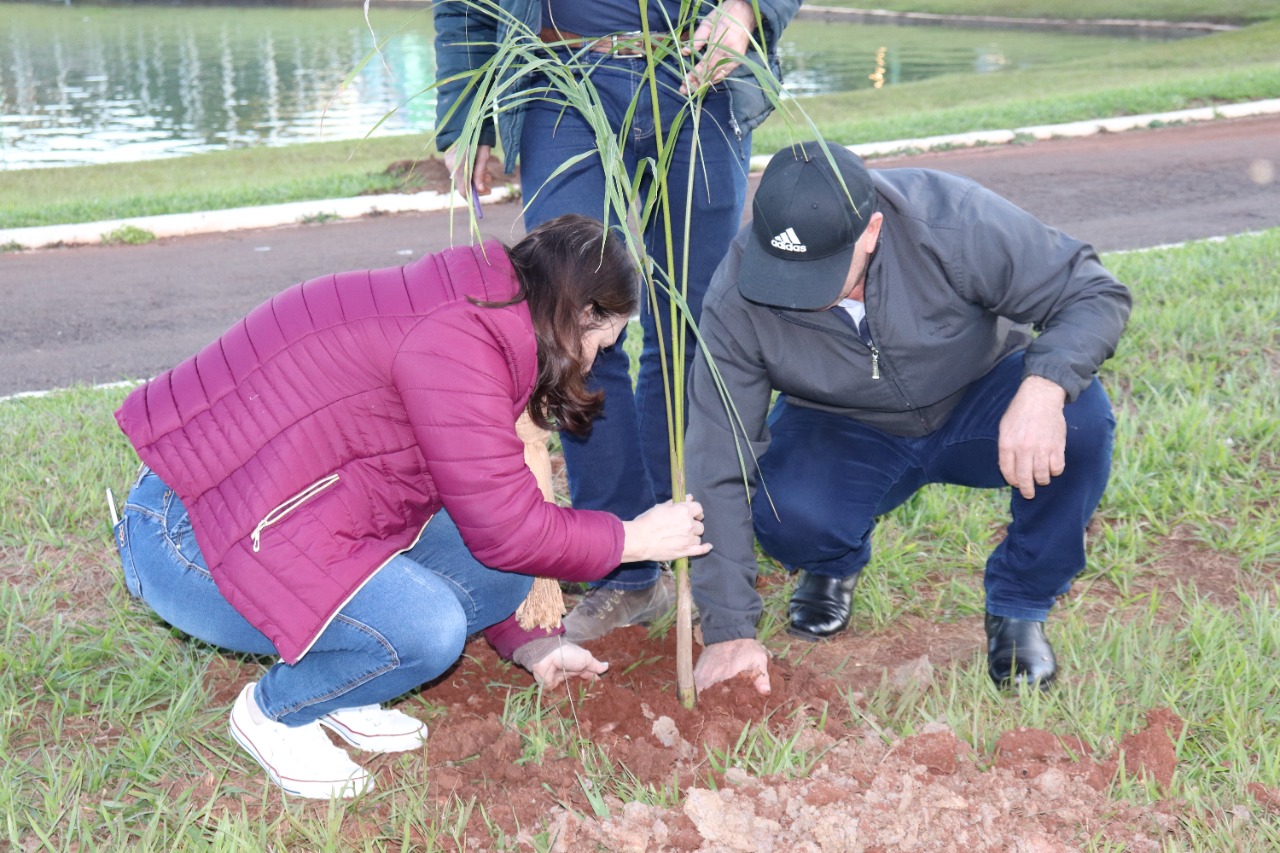 MEIO AMBIENTE Árvores foram plantadas no Lago Municipal de Palotina