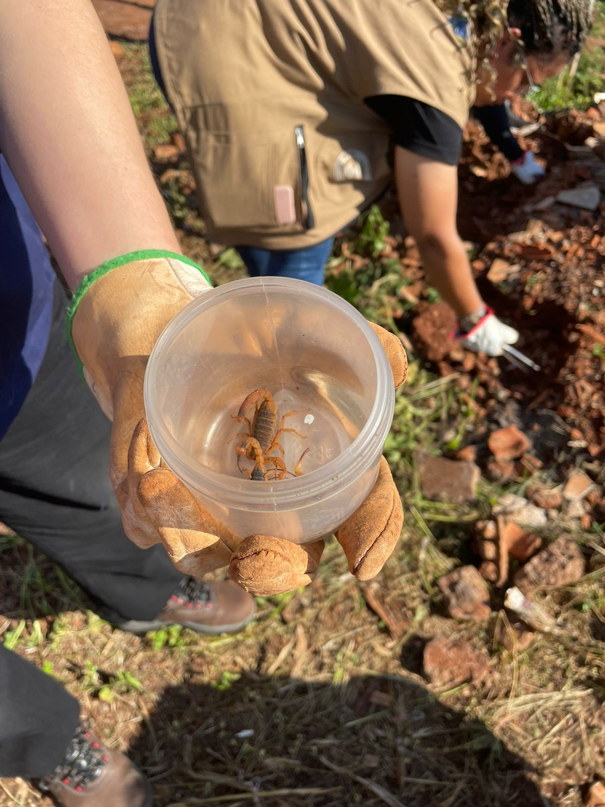 Secretaria de Saúde de Palotina realiza busca ativa por escorpiões na noite desta quarta-feira na Cohapar 