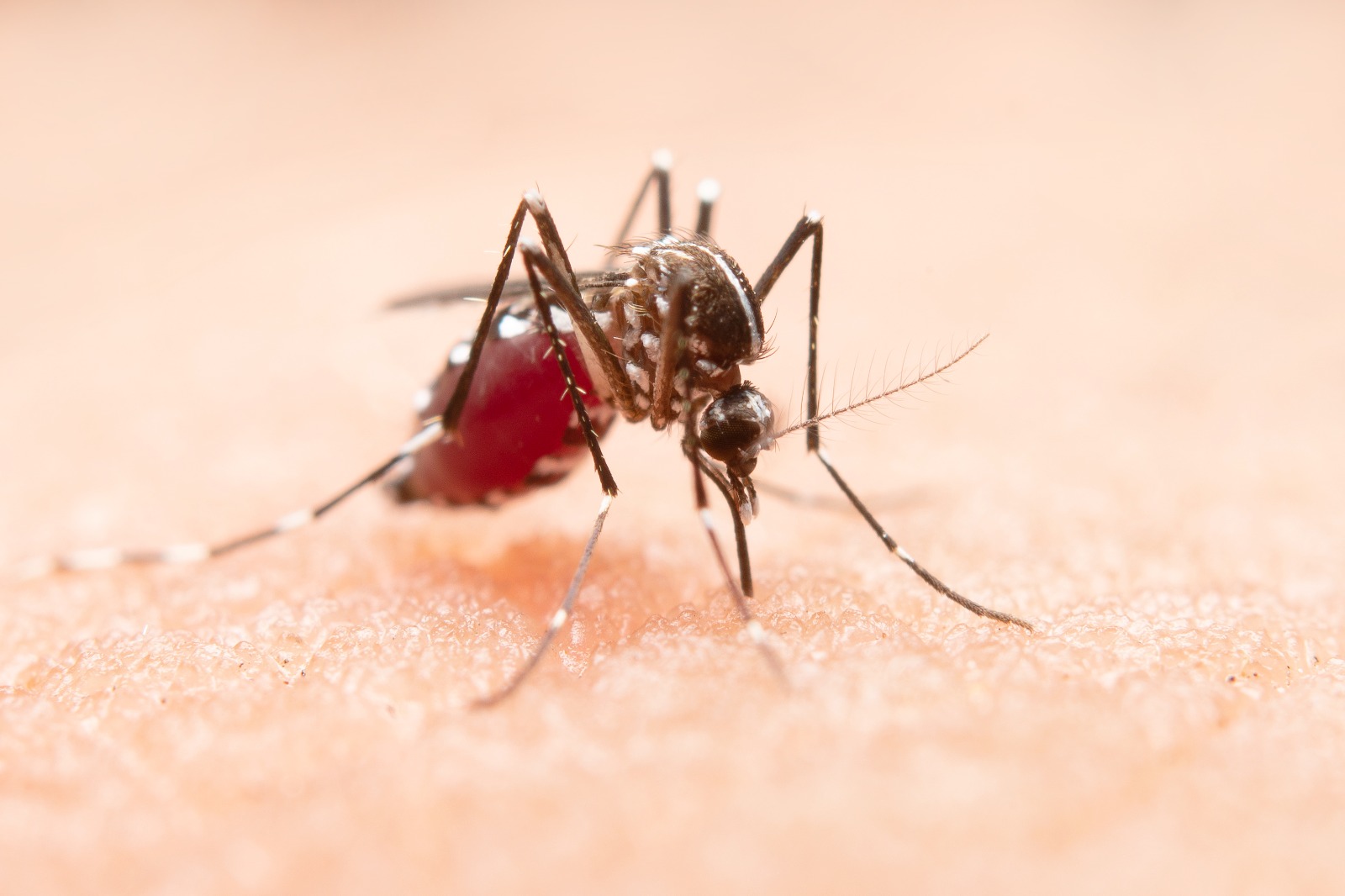 Palotina tem alto risco de epidemia de dengue, conforme último Liraa